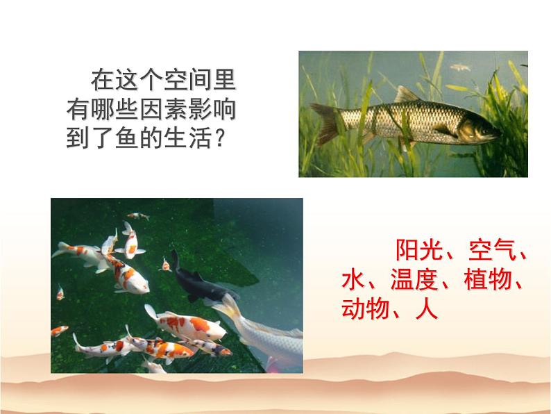 2021-2022学年北师大版七年级生物上册1.1.2  生物与环境的相互影响课件05