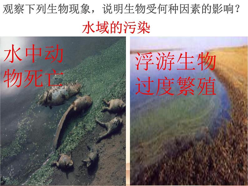 2021-2022学年北师大版七年级生物上册1.1.2  生物与环境的相互影响课件07