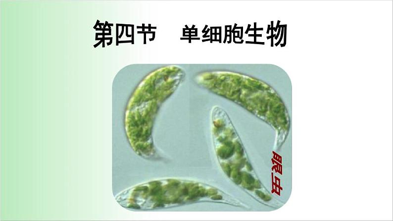 2.2.4 单细胞生物 课件 2021——2022学年人教版七年级生物上册01