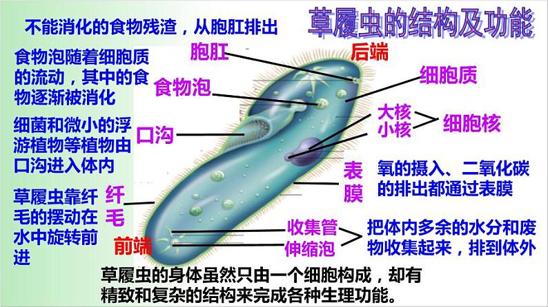 2.2.4 单细胞生物 课件 2021——2022学年人教版七年级生物上册06