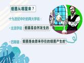人教版 八年级上册 生物《细菌》课件