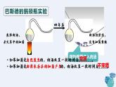 人教版 八年级上册 生物《细菌》课件