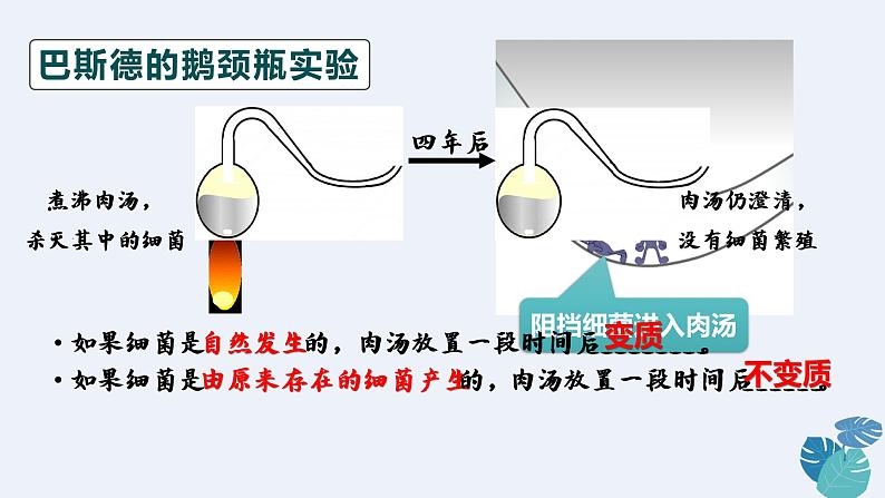 人教版 八年级上册 生物《细菌》课件05