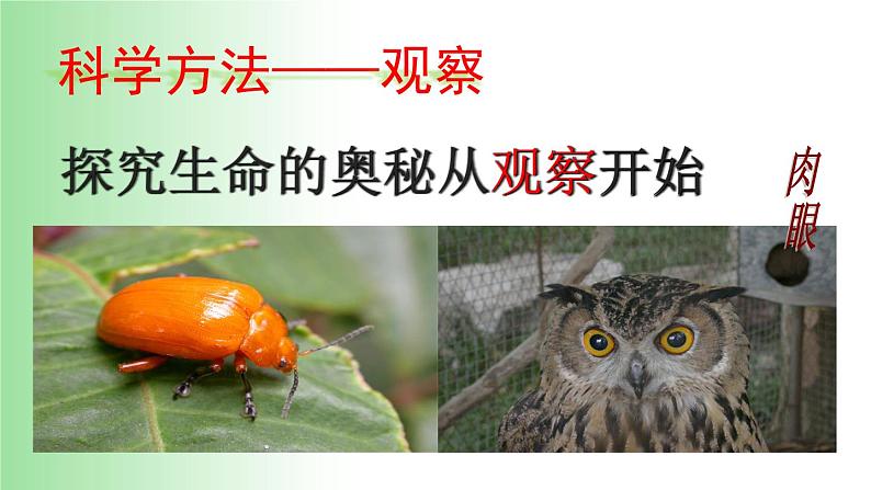 2021——2022学年人教版七年级生物上册1.1.1. 生物的特征 课件03