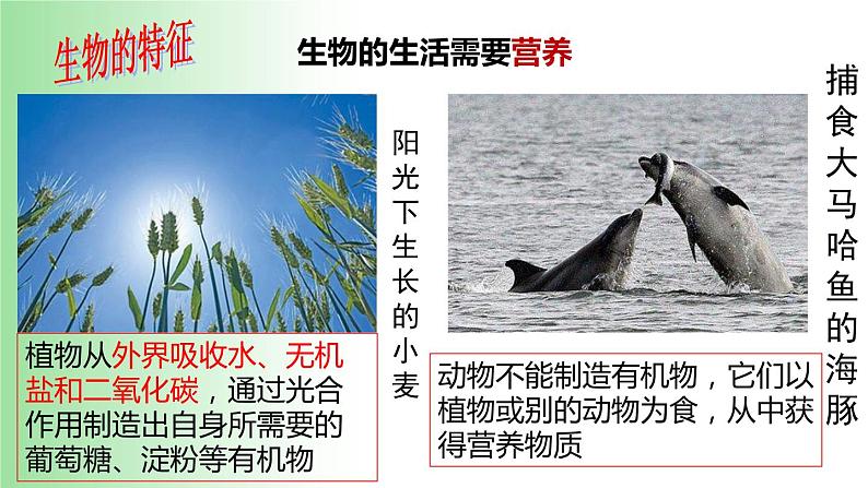 2021——2022学年人教版七年级生物上册1.1.1. 生物的特征 课件07