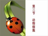 2021——2022学年人教版七年级生物上册2.1.3动物细胞 课件