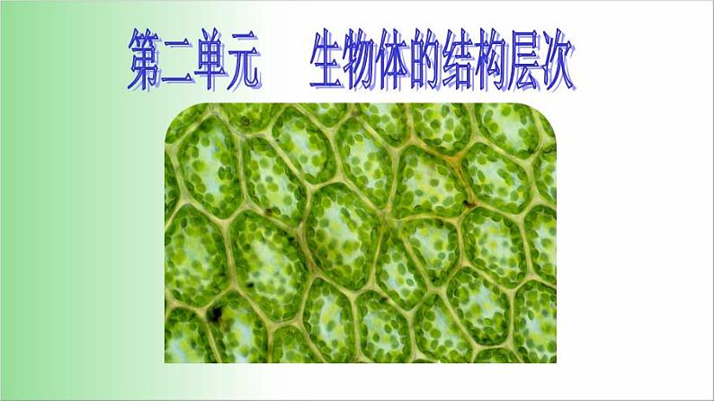 2021-2022学年人教版七年级生物上册2.1.1 练习使用显微镜 课件01