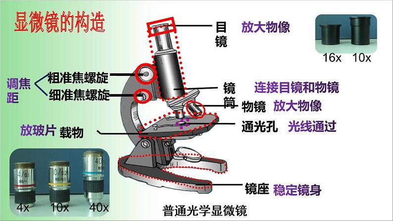 2021-2022学年人教版七年级生物上册2.1.1 练习使用显微镜 课件04