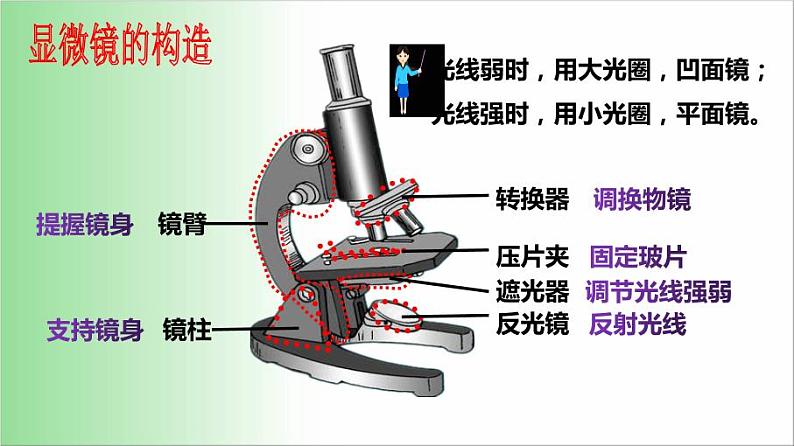 2021-2022学年人教版七年级生物上册2.1.1 练习使用显微镜 课件05