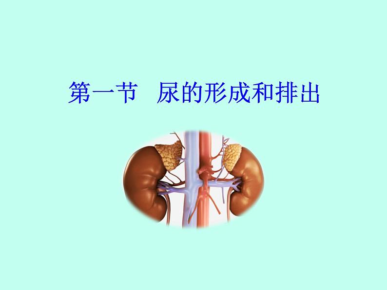 尿的形成和排出PPT课件免费下载01