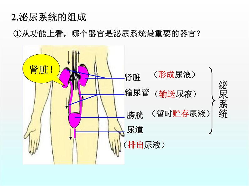 尿的形成和排出PPT课件免费下载04