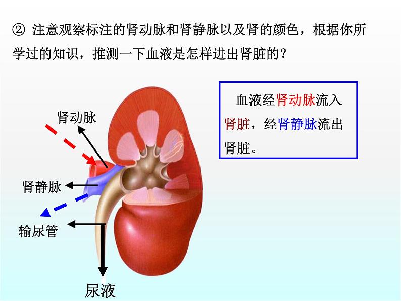 尿的形成和排出PPT课件免费下载05