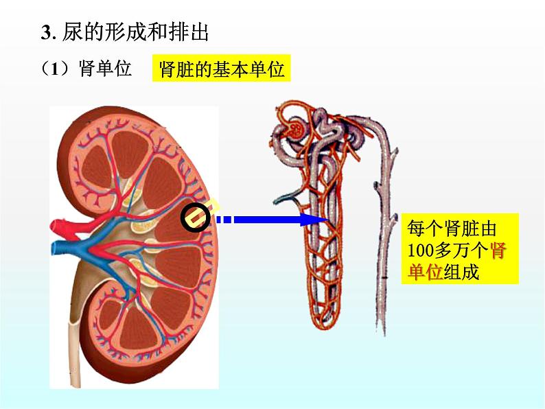 尿的形成和排出PPT课件免费下载07