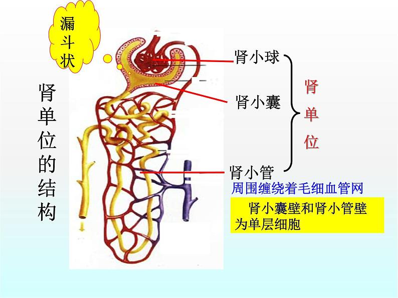 尿的形成和排出PPT课件免费下载08