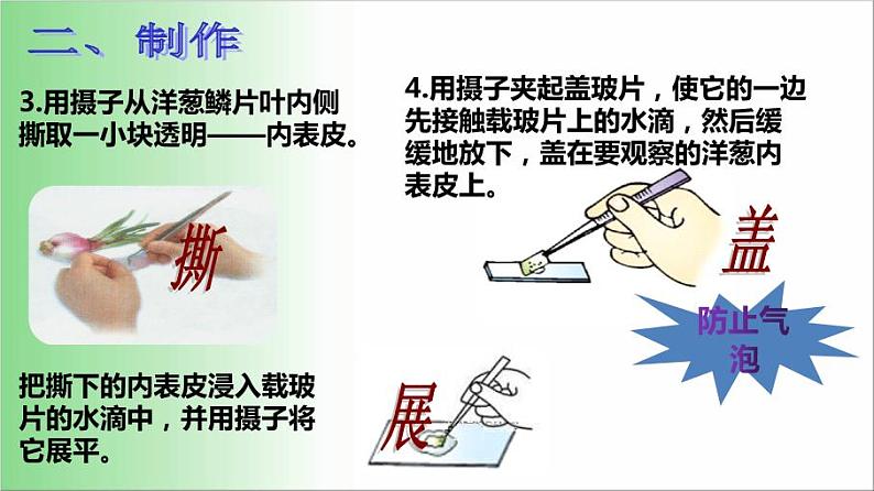 2021—2022学年人教版七年级生物上册2.1.2植物细胞 课件第6页