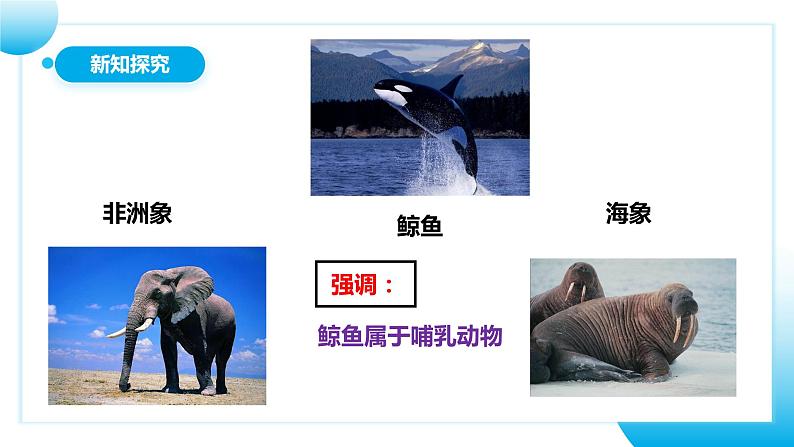 【核心素养目标】人教版初中生物八年级上册5.1.7《哺乳动物》课件+视频+教学设计+同步分层练习（含答案）08