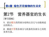 3.5.5 营养器官的生长  课件  2021-2022学年北师大版七年级生物上册