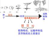 3.5.5 营养器官的生长  课件  2021-2022学年北师大版七年级生物上册