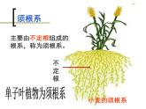 3.5.5 营养器官的生长  课件  2021-2022学年北师大版七年级生物上册