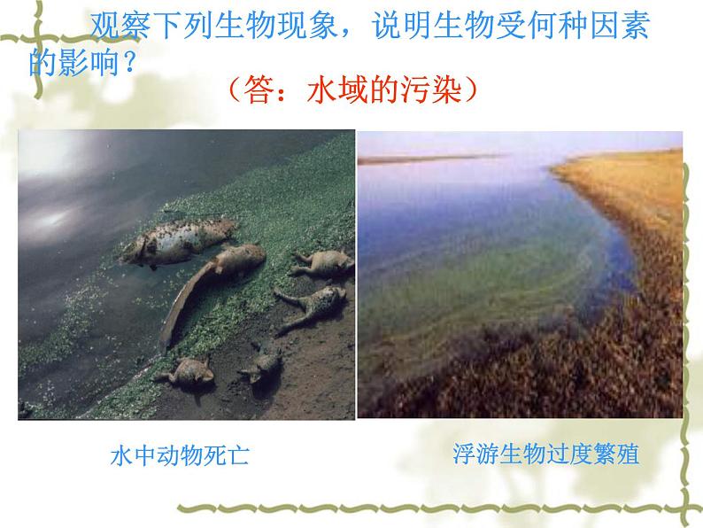 1.1.2 生物与环境的相互影响 课件  2021-2022学年北师大版七年级生物上册07