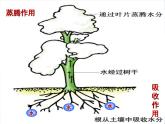 3.5.5运输作用 课件2021--2022学年北师大版七年级上册