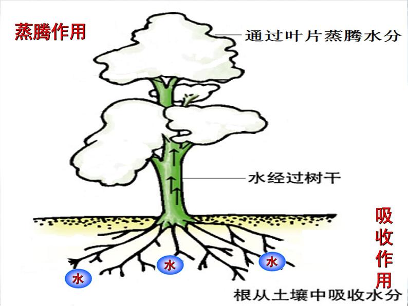 3.5.5运输作用 课件2021--2022学年北师大版七年级上册03