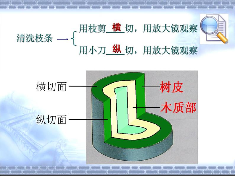 3.5.5运输作用 课件2021--2022学年北师大版七年级上册08