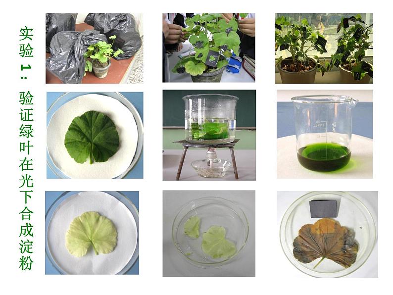 2021--2022学年北师大版生物七年级上册3.5.1 光合作用（2） 课件第3页