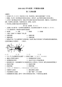 山东省烟台市海阳市2020-2021学年七年级下学期期末生物试题（word版 含答案）