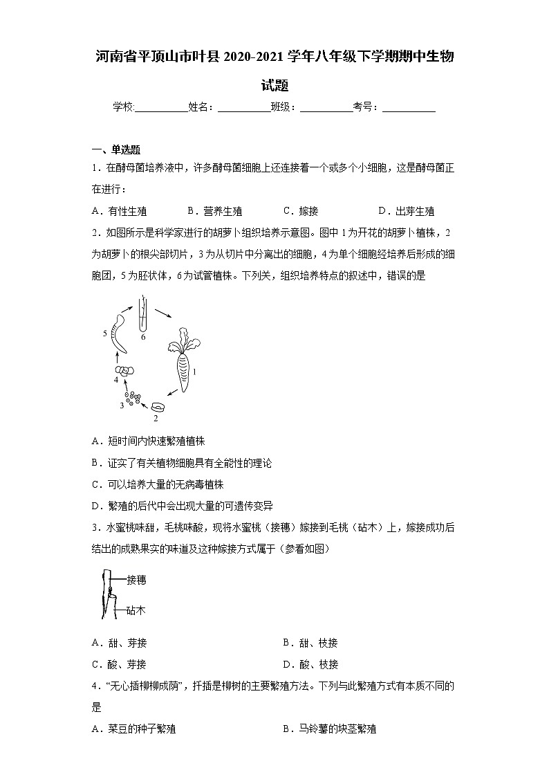 河南省平顶山市叶县2020-2021学年八年级下学期期中生物试题（word版 含答案）第1页