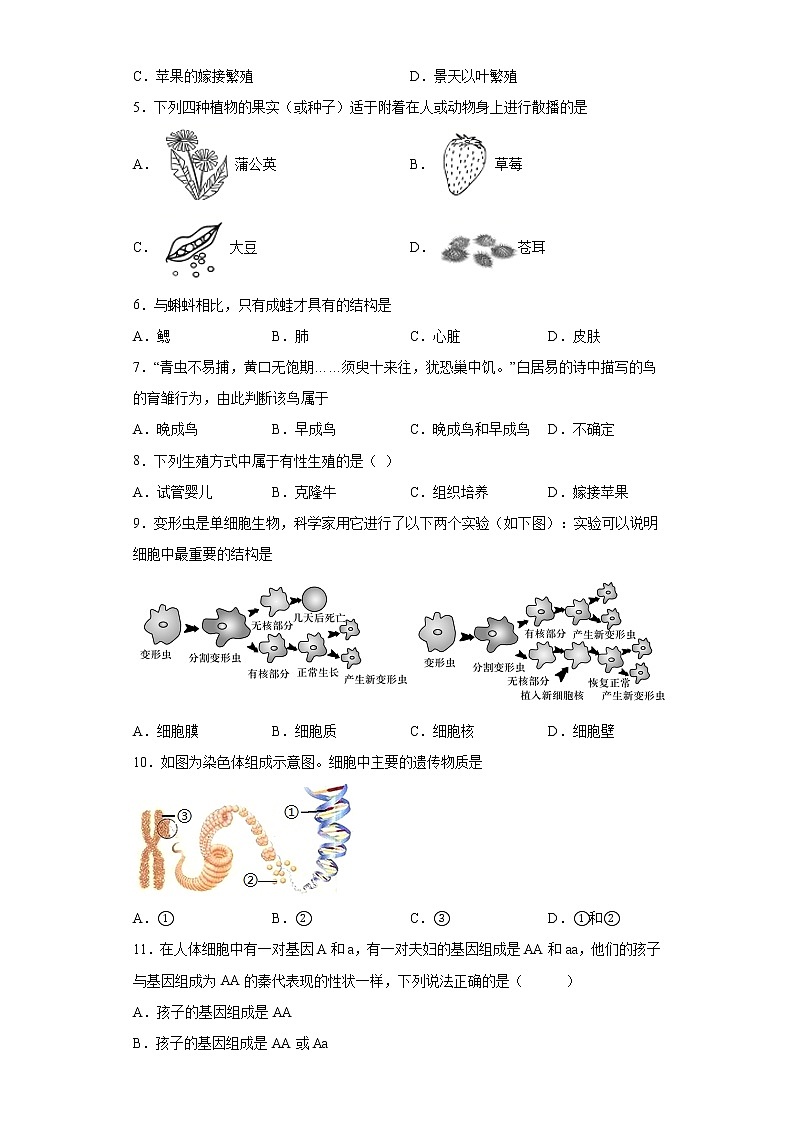 河南省平顶山市叶县2020-2021学年八年级下学期期中生物试题（word版 含答案）第2页