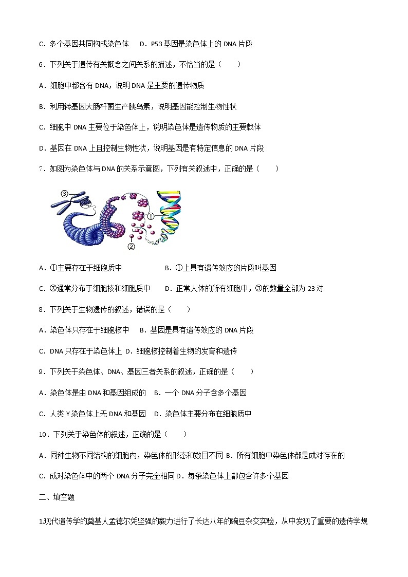 济南版生物 八年级上册 4.1 遗传的物质基础 同步练习（含解析）第2页