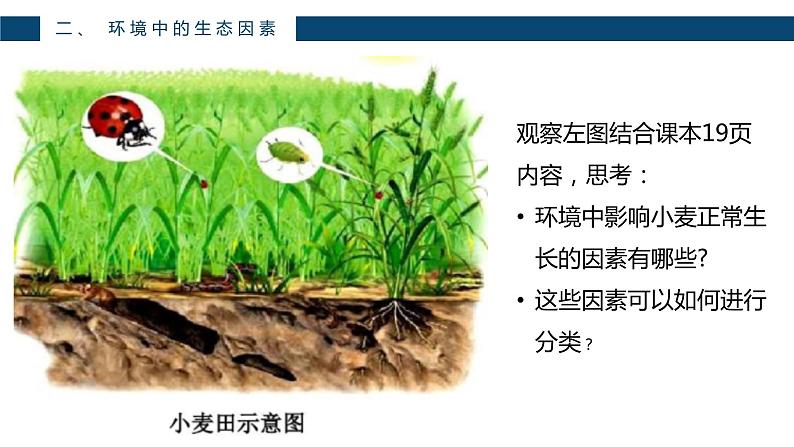 人教版七年级上第一单元第二章第一节—生物与环境的关系课件PPT05