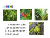 第十四章丰富多彩的生物世界 14.1生物五彩缤纷的植物世界 PPT课件