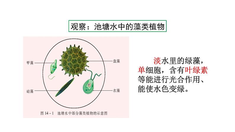 第十四章丰富多彩的生物世界 14.1生物五彩缤纷的植物世界 PPT课件04