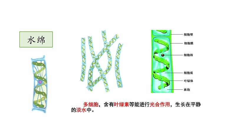 第十四章丰富多彩的生物世界 14.1生物五彩缤纷的植物世界 PPT课件06