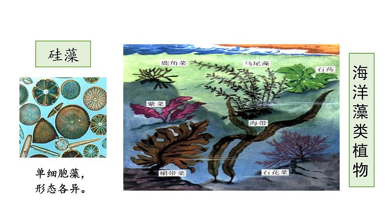 第十四章丰富多彩的生物世界 14.1生物五彩缤纷的植物世界 PPT课件07