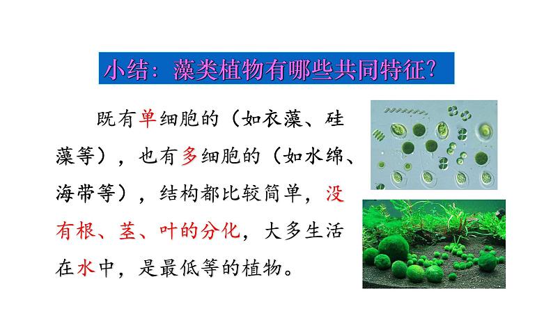 第十四章丰富多彩的生物世界 14.1生物五彩缤纷的植物世界 PPT课件08