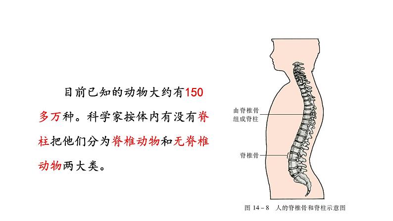 第十四章丰富多彩的生物世界 14.2千姿百态的动物世界 PPT课件03