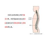 第十四章丰富多彩的生物世界 14.2千姿百态的动物世界 PPT课件