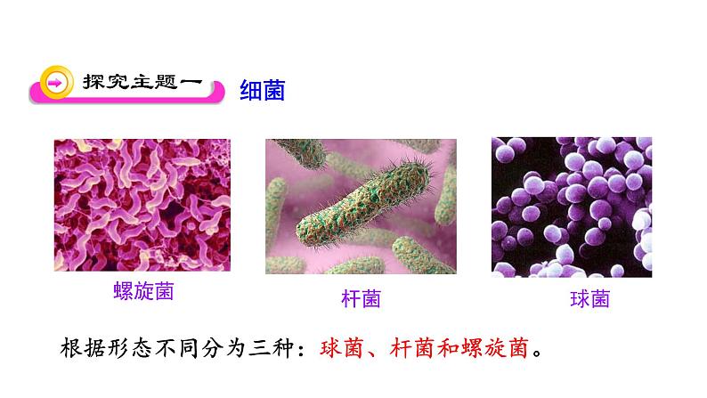 第十四章丰富多彩的生物世界 14.3神奇的微生物 PPT课件03