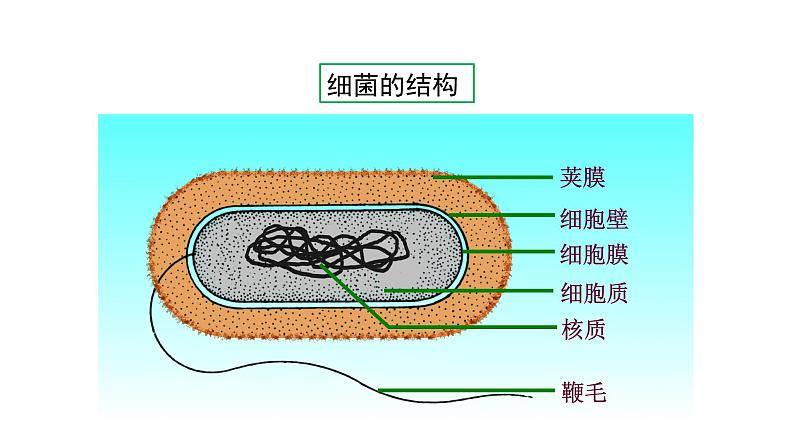 第十四章丰富多彩的生物世界 14.3神奇的微生物 PPT课件04