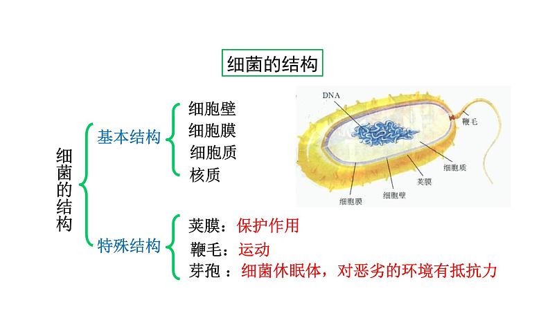 第十四章丰富多彩的生物世界 14.3神奇的微生物 PPT课件05