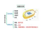 第十四章丰富多彩的生物世界 14.3神奇的微生物 PPT课件