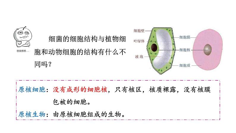 第十四章丰富多彩的生物世界 14.3神奇的微生物 PPT课件06