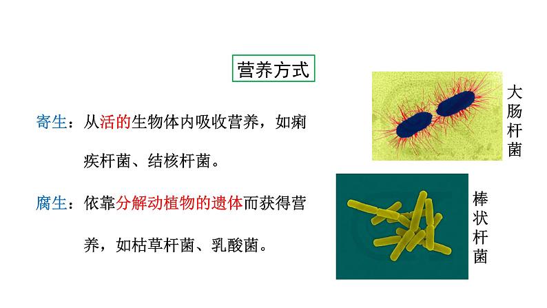 第十四章丰富多彩的生物世界 14.3神奇的微生物 PPT课件07