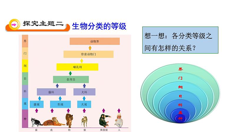 苏教版八年级上册生物14.4生物的分类课件(共15张PPT)第5页