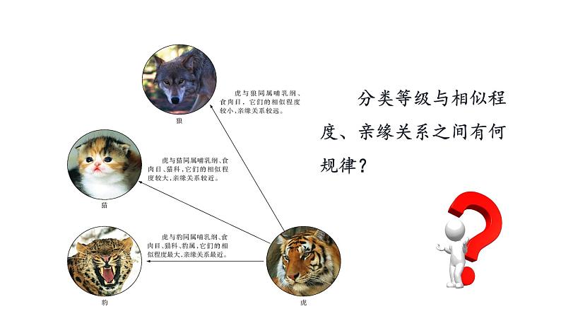 苏教版八年级上册生物14.4生物的分类课件(共15张PPT)第6页