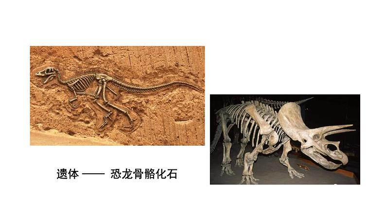 第十六章生命起源和生物进化 16.2生物进化的历程 PPT课件04