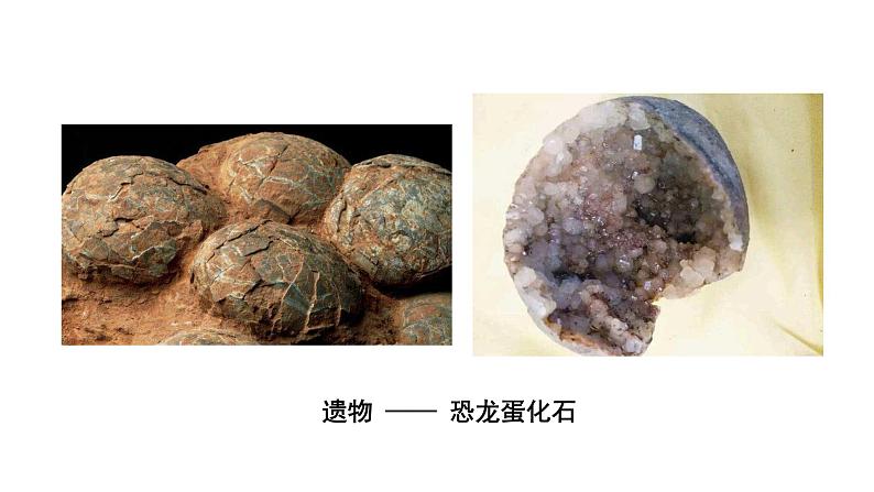 第十六章生命起源和生物进化 16.2生物进化的历程 PPT课件05